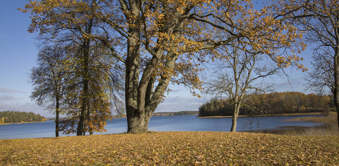 Ek med höstlöv på marken och makalös utsikt över sjön Båven